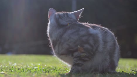 portrait of a beautiful cat