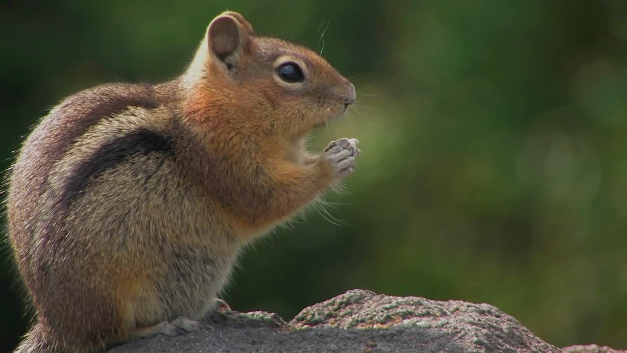 Uno scoiattolo mangia del cibo mentre è in piedi su una roccia.