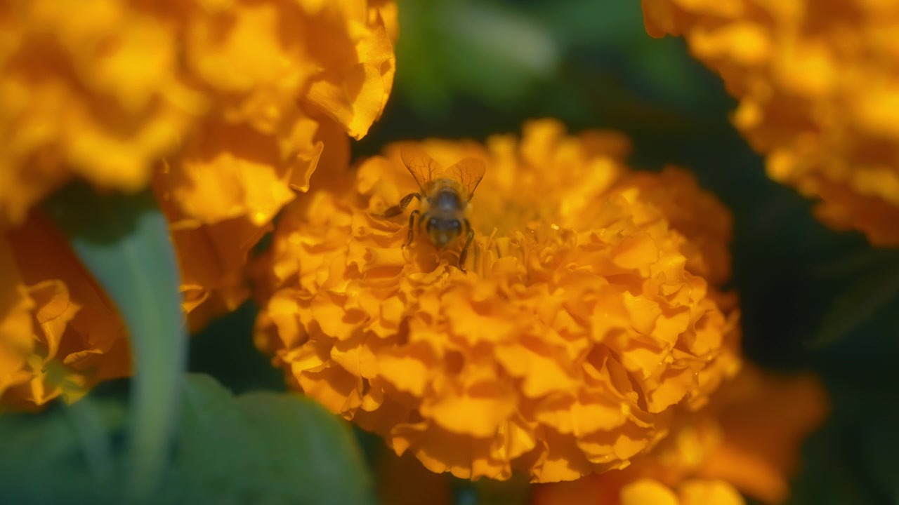 Ape che raccoglie nettare da un vivace fiore di calendula arancione
