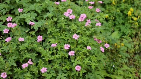 pink geraniums blooming in lush green foliage