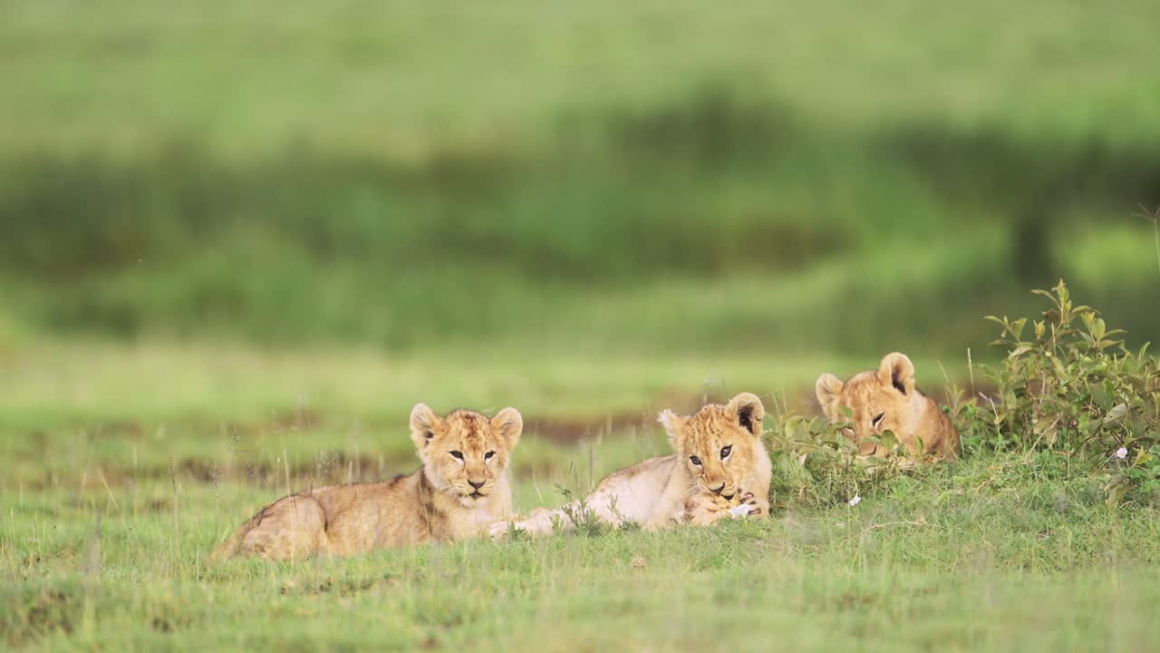 Lion Cubs Playing in Serengeti in Africa in Tanzania, Cute Playful Baby Funny Animals, Lion Cub in Serengeti, Low Angle Shot on African Wildlife Safari in Green Grass Scenery, Eye Level Shot