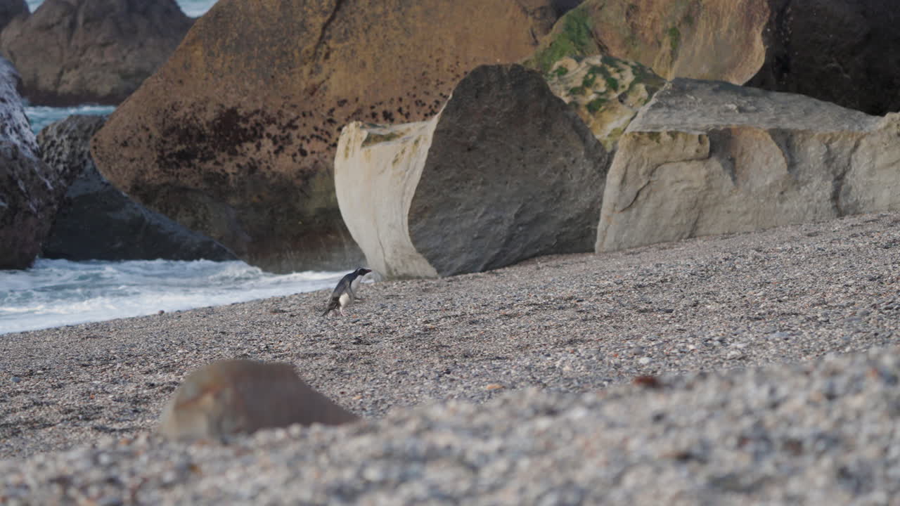 el pingüino de cresta de fiordlandia caminando por la playa al atardecer en la costa oeste de nueva zelanda