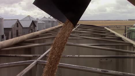 grain vacuum loading a semi trailer with wheat on the farm