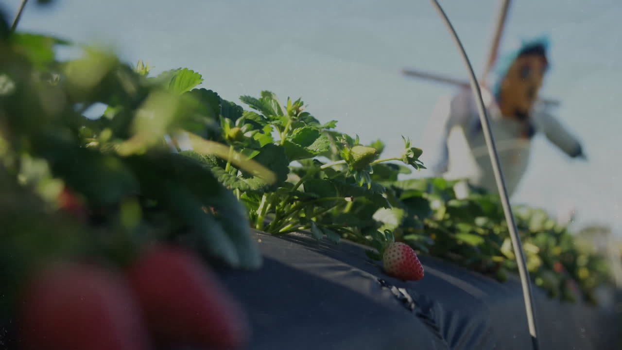Growing strawberry plants in field with windmill blurred in background animation