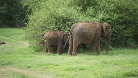 Close-view-of-mother-elephant-protecting-her-baby-while-eating-from-bush-in-the-green-grasslands-of-Sri-Lanka