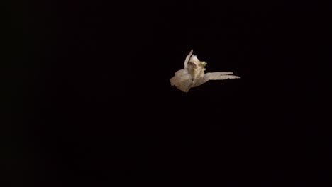 white jumping spider climbs down from a web strand with dark background