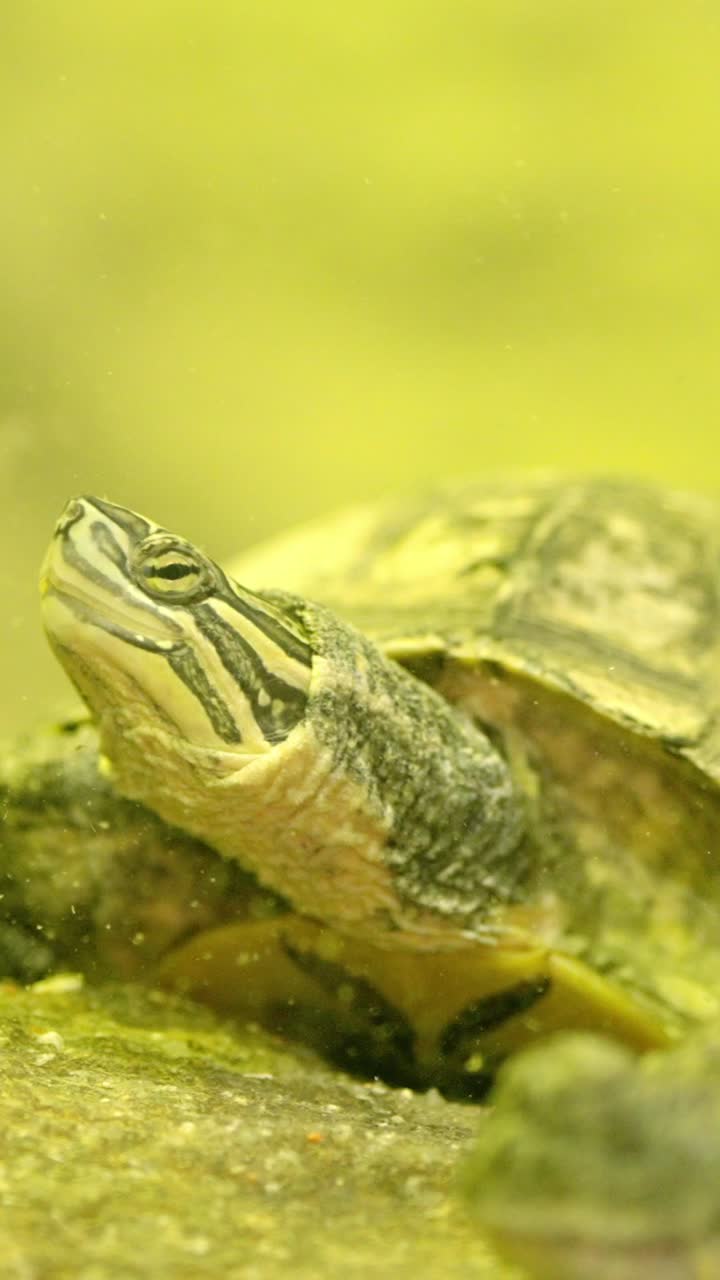 Turtle stretching its neck out of the water near a crocodile
