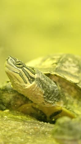 turtle stretching its neck out of the water near a crocodile