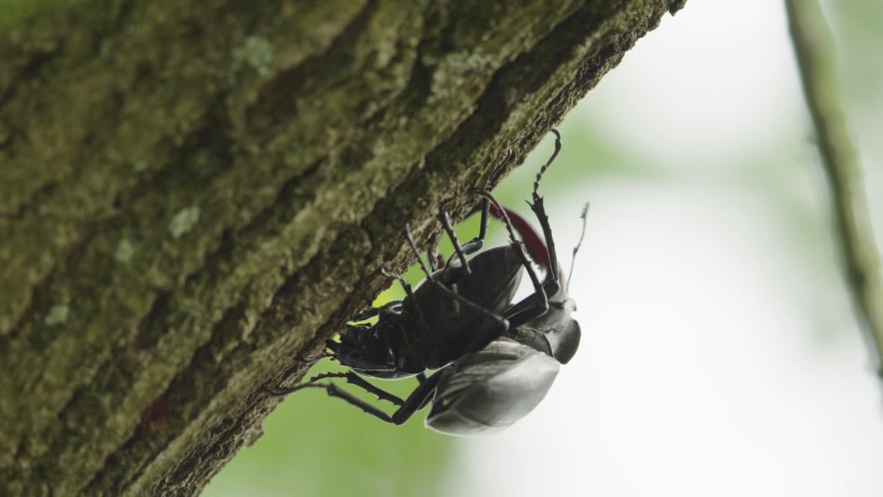 수 사벌레는 짓기를 시도하는 나무 줄기의 나무 질에 암을 타고 있습니다.