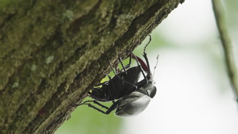 male stag beetle straddles female on bark of tree trunk attempting to mate