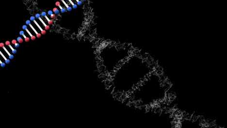 animación de dos hebras de adn de doble hélice 3d que giran en un bucle sin costura en negro