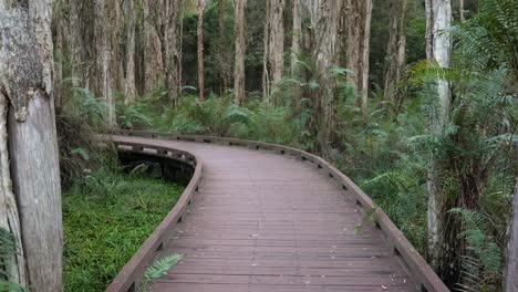 tiro largo de mano melaleuca sendero de paseo en barco, parque de conservación del lago coombabah, gold coast, queensland