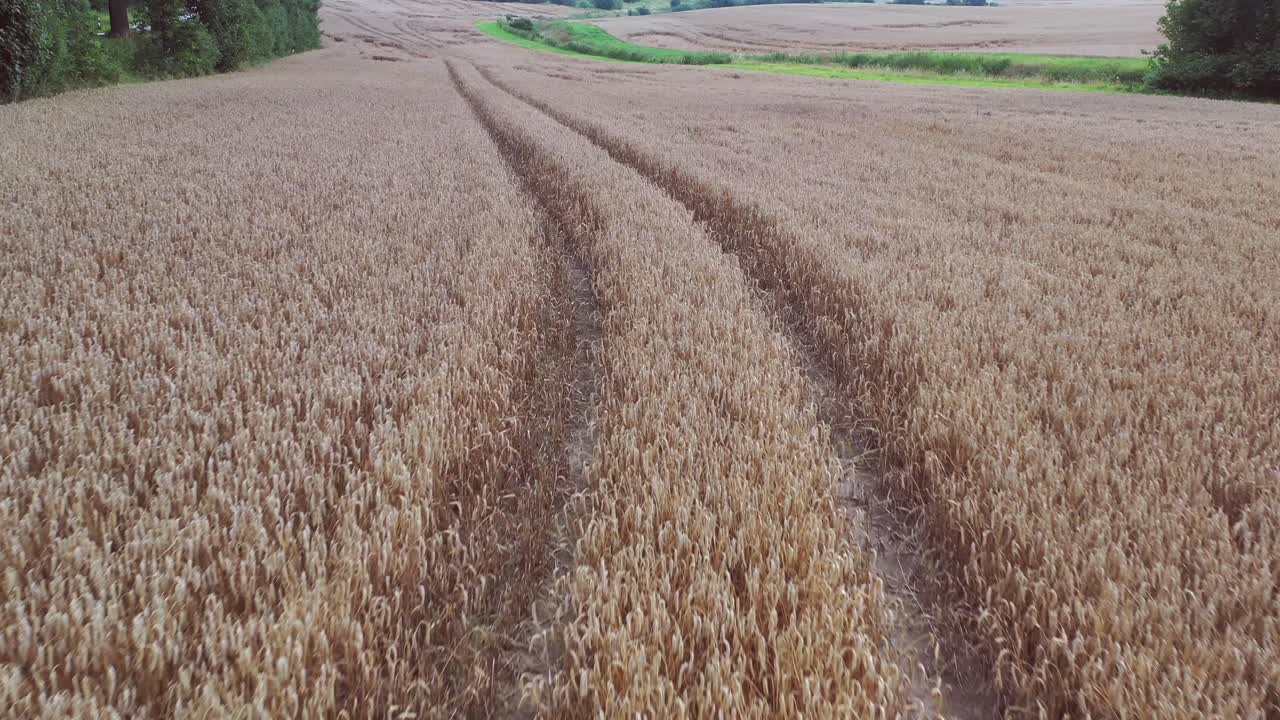 un dron vuela cerca de un campo de cereales