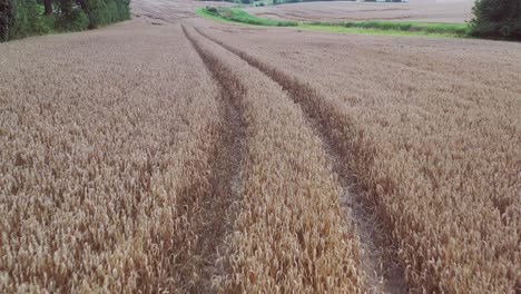 a-drone-flies-close-over-a-grain-field