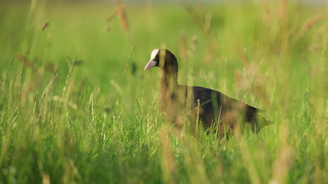 en un campo cubierto de hierba