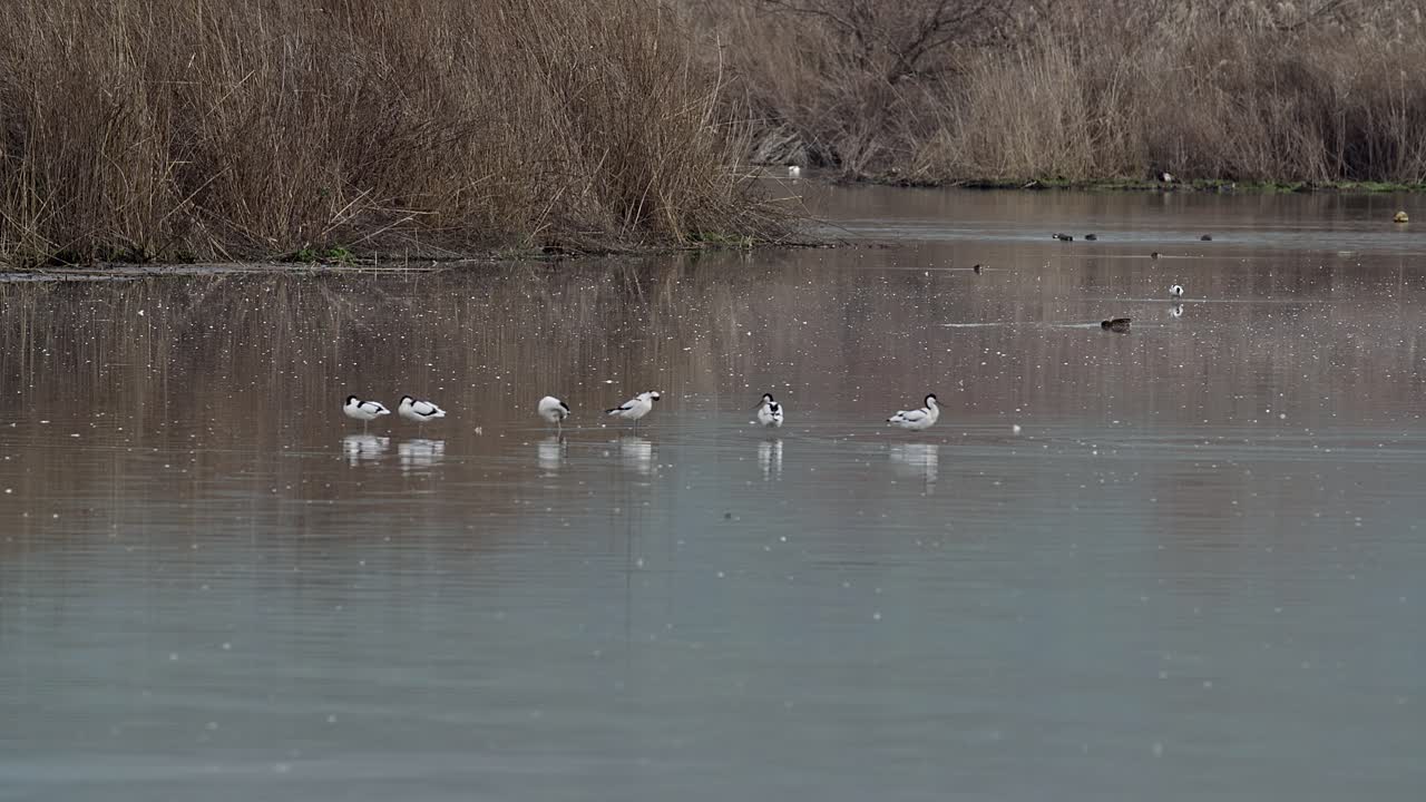 A flock of Pied avocet foraging along the lake shore