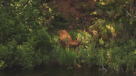 Mother-roe-deer-licking-and-grooming-baby-fawn-by-lake-in-lush-forest