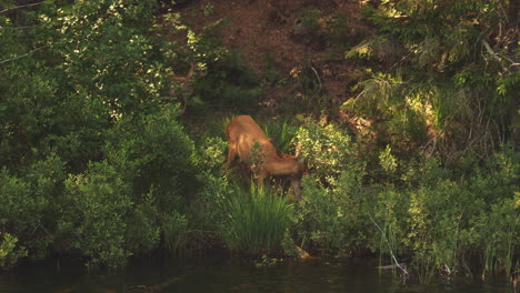 mother roe deer licking and grooming baby fawn by lake in lush forest