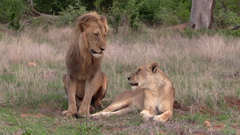 a male lion carefully approaches a lioness