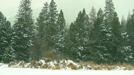 forest in the snow during a storm and flurries