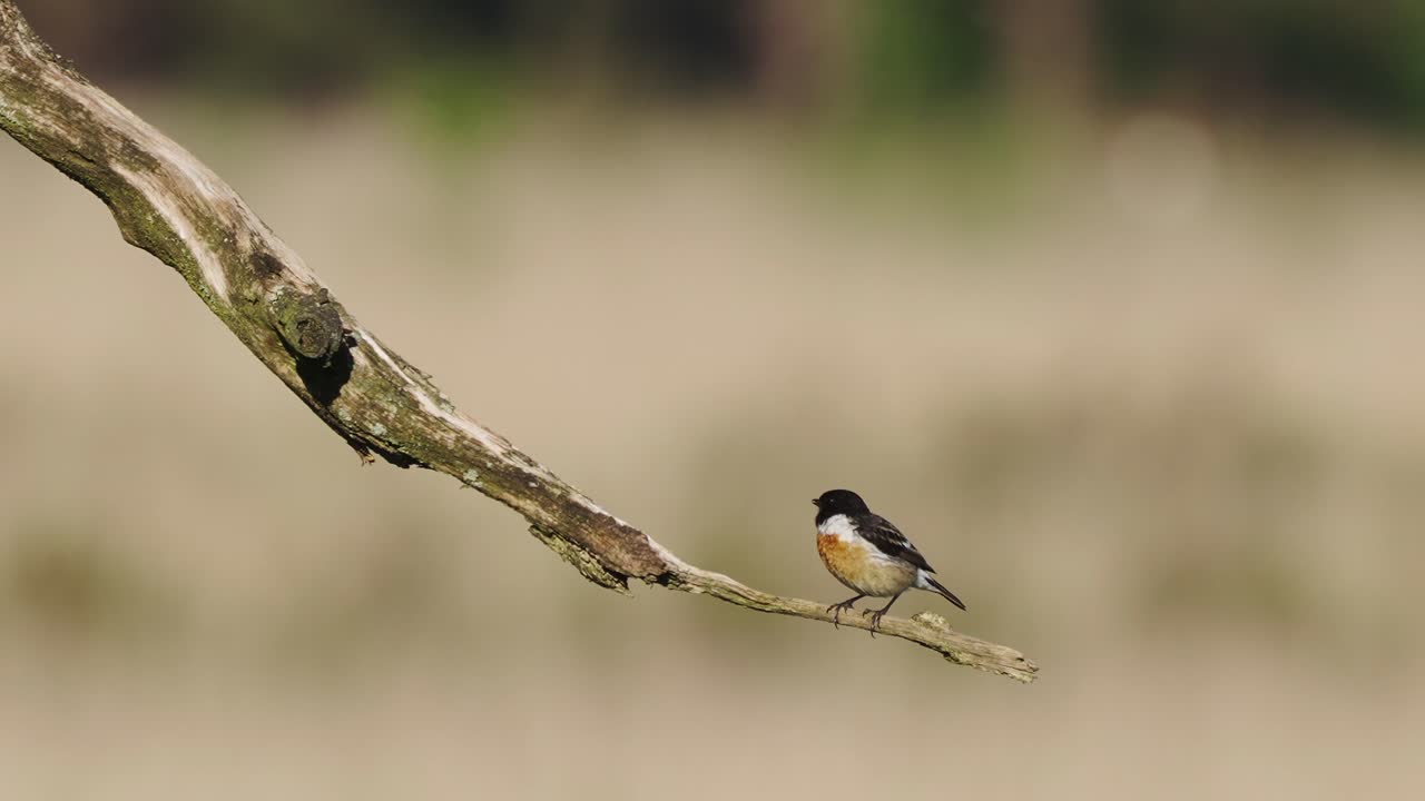 분기에 자리 잡은 유럽 stonechat preening 깃털