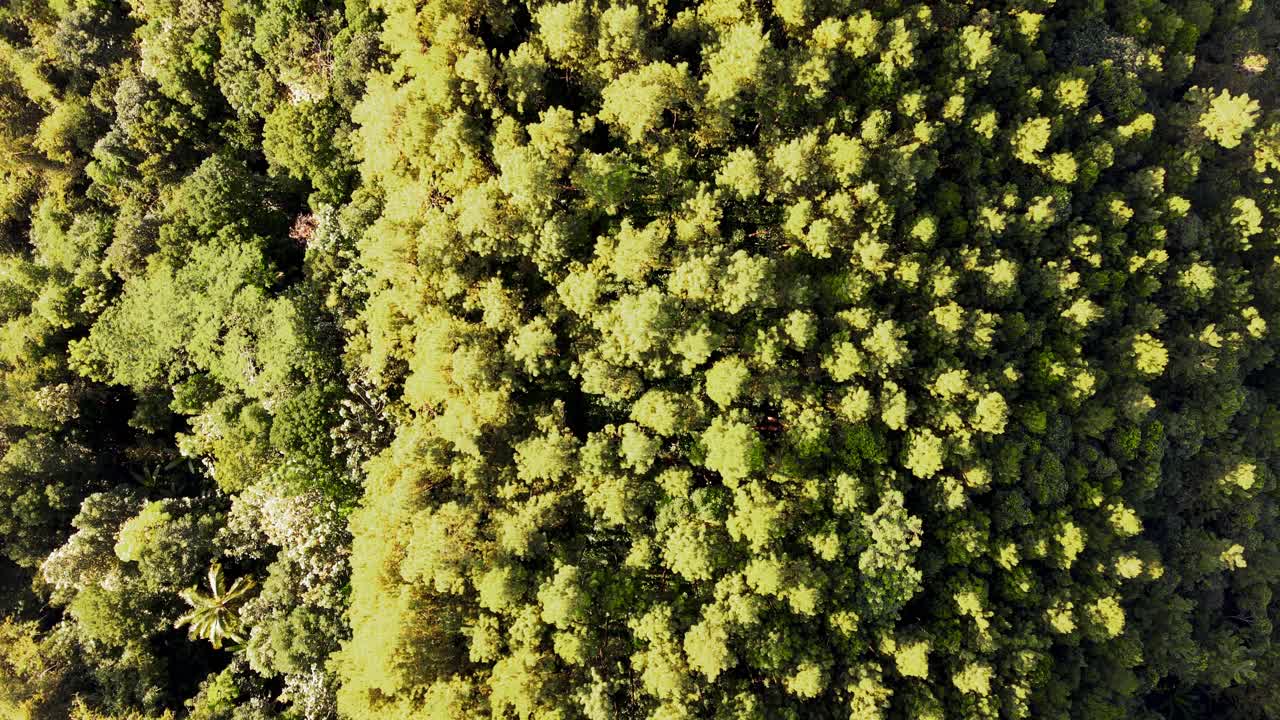 alto por encima del río furioso mirando directamente hacia abajo en los altos árboles de hoja perenne del bosque con los rayos del sol naciente ilumina los árboles