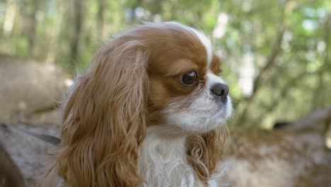 cavalier king charles spaniel. shot on super slow motion camera 1000 fps.
