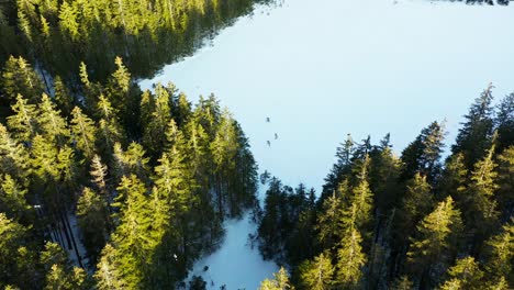 golden sunshine on treetops of pine forest with white snow covered field