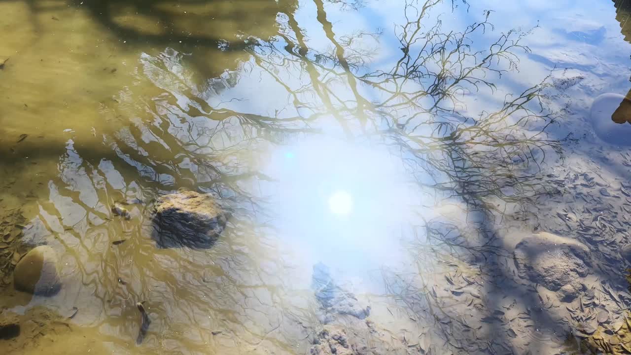 Reflected tree branches in water with sunlight and soft ripples creating a tranquil mood
