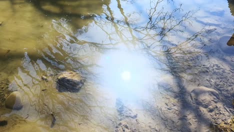 reflected tree branches in water with sunlight and soft ripples creating a tranquil mood