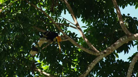 Cleaning-up-its-feathers-while-perching-on-a-branch,-with-the-leaves-falling-from-the-tree,-Great-Hornbill-Buceros-bicornis