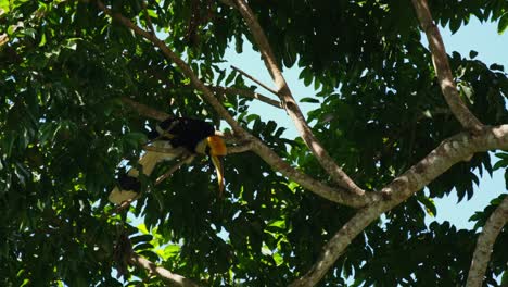 cleaning up its feathers while perching on a branch, with the leaves falling from the tree, great hornbill buceros bicornis