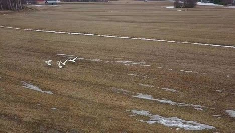 Aerial-shot-of-migrating-group-of-swans,-cygnus-olor,-flying-together-in-slow-motion,-springtime-return