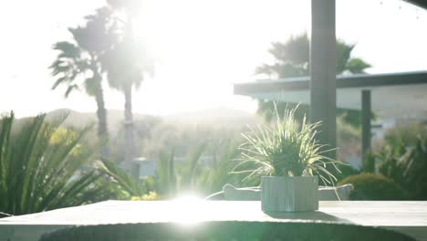 tilting upward shot of the bright sun illuminating palm trees and foliage