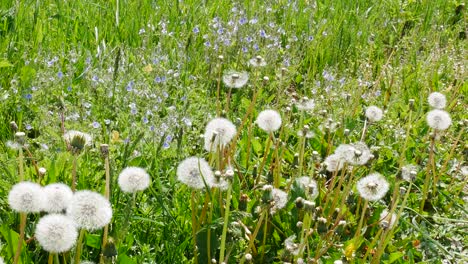 Wilde-Frische-Frühlingsblumen.-Löwenzahn-Aus-Nächster-Nähe