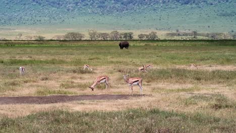 Escena-Pacífica-En-La-Sabana