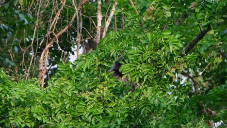 phayre's langur, trachypithecus phayrei, thailand