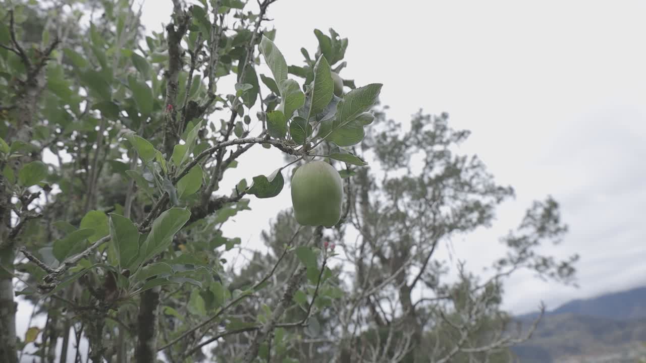 Primo piano di un albero rigoglioso con foglie verdi e uno sfondo sfocato di alberi e montagne.