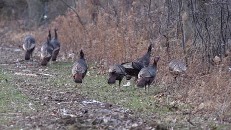 wide shot of a family of turkeys looking for food