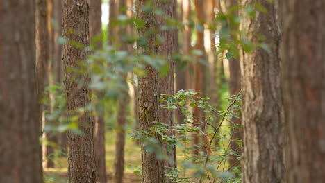 Tree-Trunks-In-A-Dense-Green-Forest---panning-shot