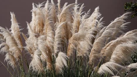 hierba ornamental esponjosa en el viento