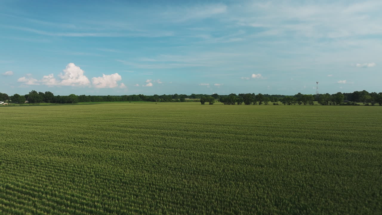 Flyover aerial of vast corn field in Arkansas, United States, dolly in, day