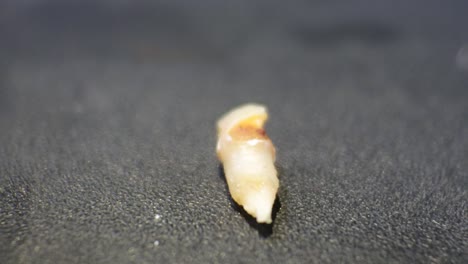 close up milk teeth on black background