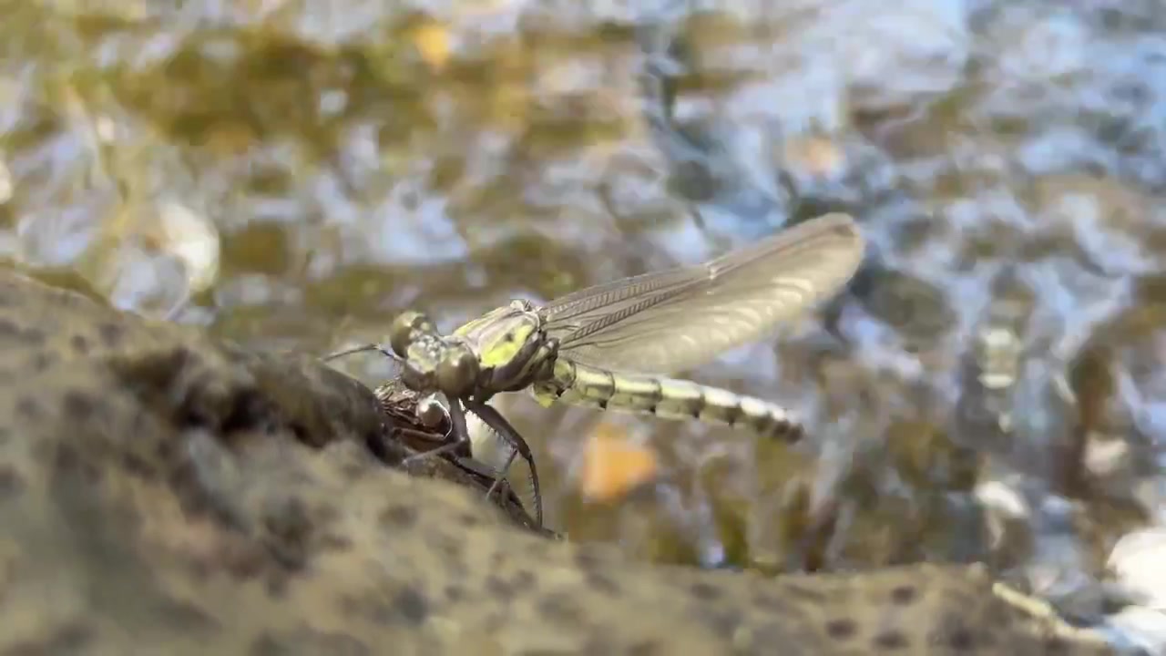 Libellula che emerge dall'esuvia vicino all'acqua corrente