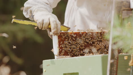 closeup slomo shot of beekeeper returning hive frame teeming with honeybees