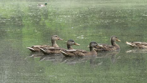 mallard ducks swimming around in a scummy pond on a summer day