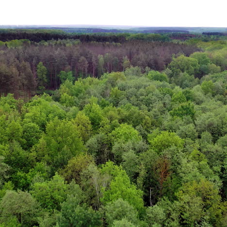 drone view above beautiful forest. bird's flight view of the tops of green trees of the natural environment in summer. camera moves forward.