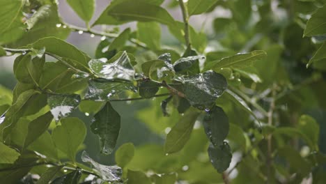 Under-a-lemon-tree-full-of-green-lemons,-lime