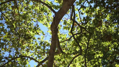 Walking-Through-Sunny-Park-With-Dense-Tree-Foliage