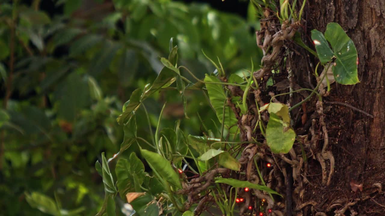 Close-up of a Green Vine Growing on a Tree Trunk